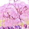 三春の滝桜