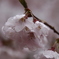 サクラ　桜　さくら－Ⅳ