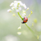 ladybird..✲
