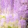 PURPLE RAIN
