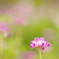 続・れんげそう・・　　－by  pentaxー
