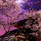 山寺夜桜①