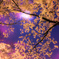 幻夢桜