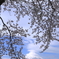 桜と笠雲