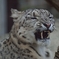 ユキヒョウ