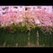 中目黒　八重桜