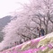 サクラ色の風景