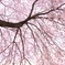 簾桜