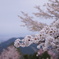 景信山の桜景