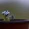 forget me not