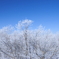 霧氷
