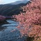 河津桜