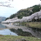 海津大崎の桜