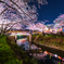 絢爛桜花