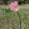 Tulips bloom in spring