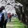 休日の桜道