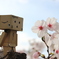 お花見
