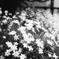 名もなき花。。