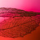 Red leaf