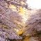 2015 桜満開✿