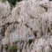 大野寺のしだれ桜