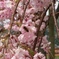枝垂れ桜 in 長浜