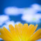 flower-03