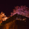 2015桜　〜愛宕坂〜