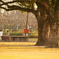 昼下がりの公園