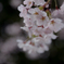 桜咲く
