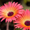 Gerbera 20150416