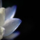 幽玄の華