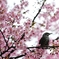 a bird in spring