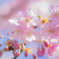 「爽やかな河津桜」