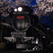 D51と夜桜