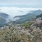 雲海と桜②