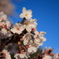 雨あがりの桜