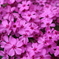 芝桜