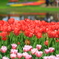 昭和記念公園