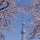 スカイツリーと桜