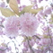 牡丹桜