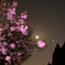 星空と八重桜