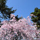 平安神宮の桜