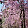 平安神宮の桜