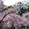 平安神宮の桜