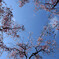 平安神宮の桜