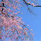 平安神宮の桜