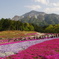 芝桜