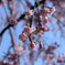平安神宮の桜