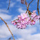 平安神宮の桜